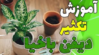 همه چیز درباره تکثیر دیفن باخیا✅چگونه دیفن باخیا را تکثیر کنیم