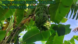 TELP/WA 0852-9128-9967, Penjual Bibit Pisang Kepok Tanjung Dekat Yogyakarta