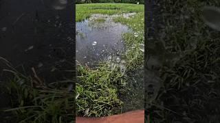 വണ്ടിനെ ഇട്ട് വരാൽ പിടിച്ചു..!#kerala #shortvideo #fishing #snakehead #reels #edits #reels #share #