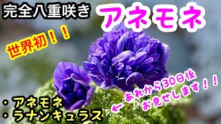 世界初❣️完全八重咲き『アネモネ』植え付け。ラナンキュラス＆アネモネ30日後の様子🌱