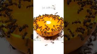 কমলা লেবু /orange vs  1‚000 পিঁপড়ে / ant |#short #shorts #viral #trending #youtubeshorts #shortsfeed