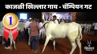 चॅम्पियन गट - काजळी खिल्लार गाय पुसेगाव प्रदर्शन | Khillar Maharashtrachi Shaan 2025