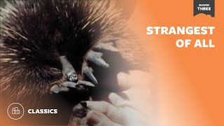 Strangest Of All