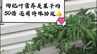 花园里的中药百宝箱（4）枸杞 枸杞叶药膳