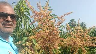 miyazaki mango flowering stage Awareness video 7075858499_7095858499 call me plant's