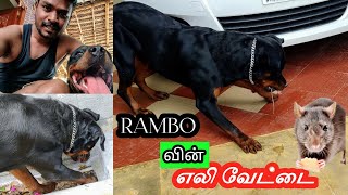 Rambo vs Rat  | வேட்டைகார பையனின் காமெடிகள் 😂🤣