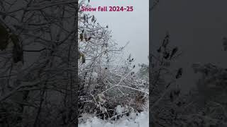 Snow fall in Shimla 24 December 2024 #snowfall#short