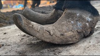 The donkey's hooves are too big! It's very heavy for it to walk. Rescue this lame donkey