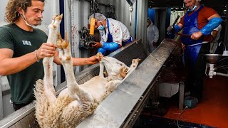 Modern Smart Sheep Farming Method - Transporting Sheep By Sea - Lamb Slaughter \u0026 Boning In Factory