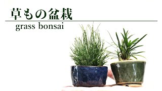 我が家の草もの盆栽 - grass bonsai -