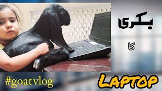 ub and goat using laptop |بکری کا بچہ لیپ ٹاپ استعمال کر رہا ہے