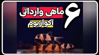 6 تا از ماهی ها وارداتی که تا الان تو ایران تکثیر نشدن🙄