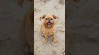 Cutest Beach Portraits of this Pug