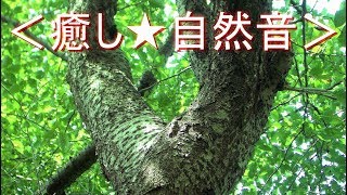 ＜癒し★自然音＞セミの鳴き声【№２】蝉たちで賑やかな真夏の森【安らぎ・睡眠・勉強】