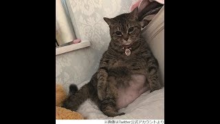 猫 しょこたんの愛猫「マミタス」が急死！(Cute Funny Crazy Cats Compilation)