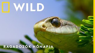 Ragadozók hónapja április 3-tól vasárnaponként 18:00-kor I National Geographic WILD