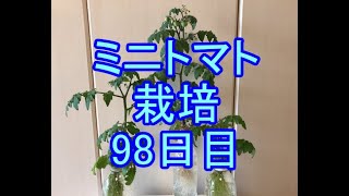 🍅ミニトマト栽培🍅015🍅98日目（14週間≒3ヶ月）🍅