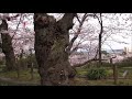 【旅エイター】桜前線『千秋公園・ビデオ映像②』　秋田県秋田市・一人旅