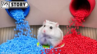 The Best Hamster Challenges - Hamster Escapes from the Most Amazing Mazes 🐹 Homu