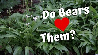 Our Bear Leeks Are Doing Great - Wild Garlic