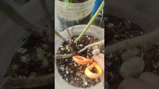 Let's see my rose plant growing secret🌹 #ரோஜா செடி வளர்ப்பு #gardening #youtubeshorts #shorts #viral