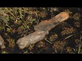 journey through the wetland wetland day documentary feb 2 world wetland day ലോക തണ്ണീർത്തട ദിനം