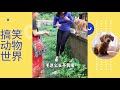 搞笑视频all in one funny animals try not to laugh the funniest animal videos