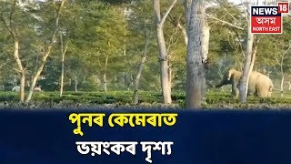 পুনৰবাৰ নুমলীগড় (Numaligarh)ত হাতী-মানুহৰ যুঁজ বন্দী কেমেৰাত