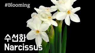 수선화 꽃피는 모습 / Narcissus / 개화