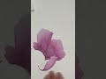 画牡丹 如何畫牡丹花 學畫牡丹 brushwork peony chineseart chinesepainting 牡丹 inkstick 書法