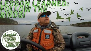 How to Find Crappie & Bass on Lake Ouachita | Follow the BIRDS!!