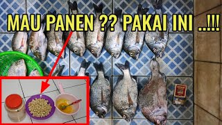 Umpan Mancing Ikan Bekukon, SAYA BONGKAR DISINI !!!