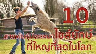 10 สายพันธุ์น้องหมาไซส์ยักษ์ ที่ใหญ่ที่สุดในโลก