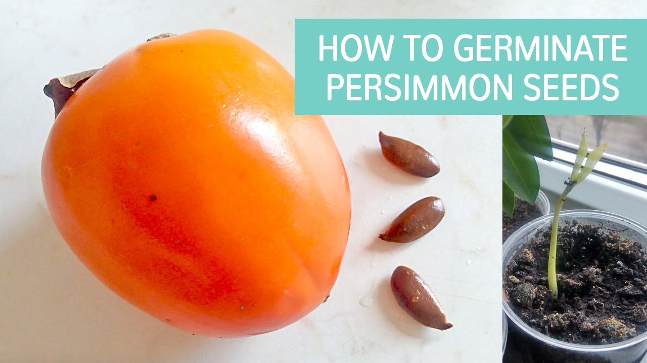 Growing Persimmons From Seed