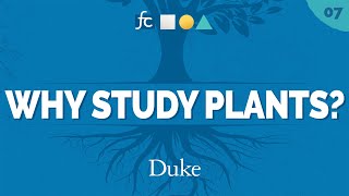 How Roots Develop | Fundamental Concepts