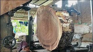 Hollowed trembesi wood from the devil's lair is sawed in a sawmill