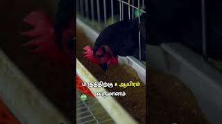 முட்டையில் அதிக லாபம் தரும் கைராலி கோழி! #kairali #poultry