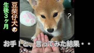 【豆柴仔犬】ママの言葉を頑張って聞いてみたけど・・#shorts