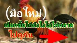 มือใหม่ จะเลือกไก่ต่อยังไง😀ไม่ให้พลาด😀 4 ลักษณะเบื้องต้นในการซื้อไก่ต่อ