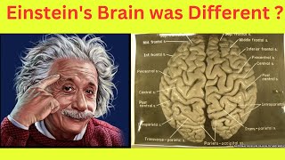 How Einstein's Brain was Different