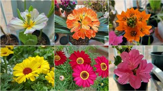 Indoor blooming plants that are easy to maintain