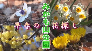 みかも山公園で早春の花探し ～節分草・福寿草・水仙・蝋梅など～ 栃木県栃木市 Searching for early spring flowers at Mikamoyama Park : 4K