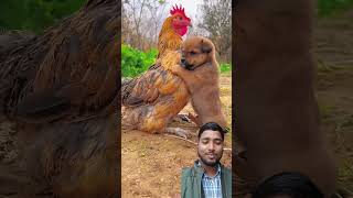 অসাধারণ তাদের মধ্যে বন্ধুত্বের সম্পর্ক cute dog and hen #dog #hen #pets #animals #doglover #cute