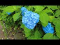 小田原城あじさい花菖蒲まつり 4k odawara castle hydrangea iris festival