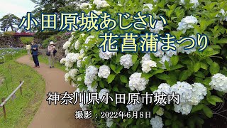 小田原城あじさい花菖蒲まつり [4K] Odawara Castle Hydrangea Iris Festival