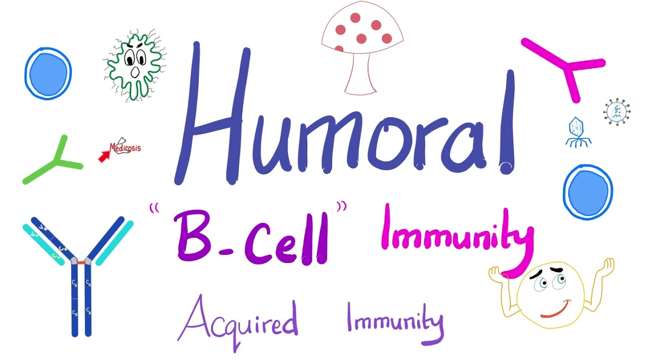 Humoral Immunity | The B-Lymphocytes | Immunology | Physiology - YouTube