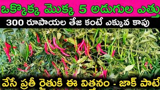 జాక్ పాట్ - VJ బయో అగ్రిటెక్ సీడ్స్ || 5 అడుగుల మొక్క ఎత్తు - గుత్తులుగా కాపు || 40 క్వింటాలు పక్కా