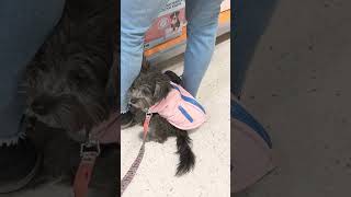 mom… can we go home yet? #cutepuppy #cutepets #可愛 #可愛い #可愛狗狗 #shorts #havanese #bolonka #adorable