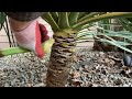 How to easily trim a Yucca gloriosa to expose a clean trunk.