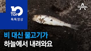 비 대신 물고기가 하늘에서 내려와요